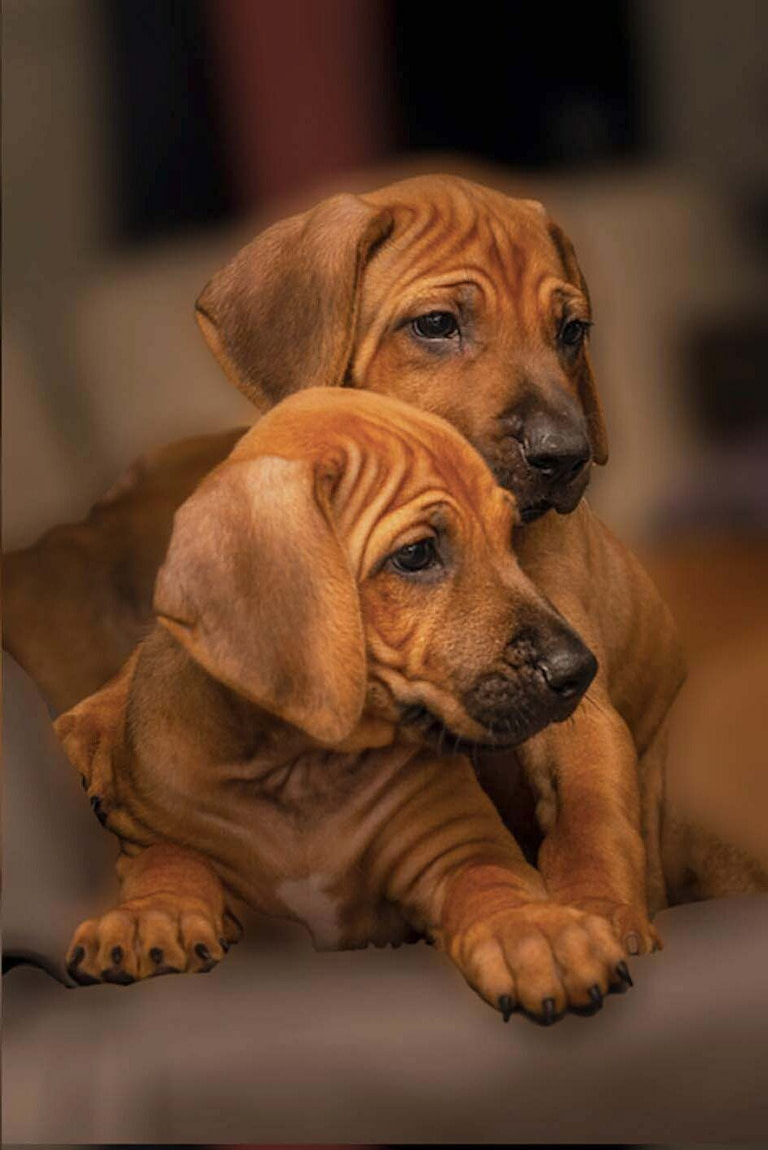 Kaksi koiranpentua