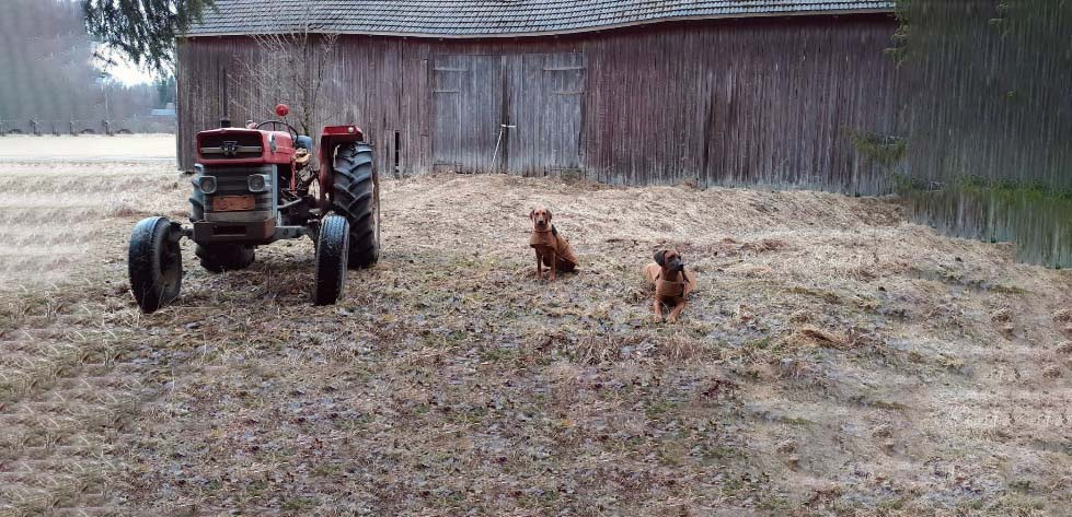 Traktori, lato ja kaksi koiraa